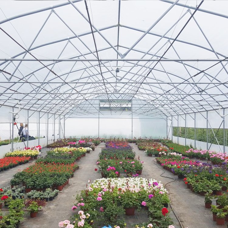 Agricultural Plastic PEP Film Single-span High Tunnel Agriculture Greenhouse With Ventilation System