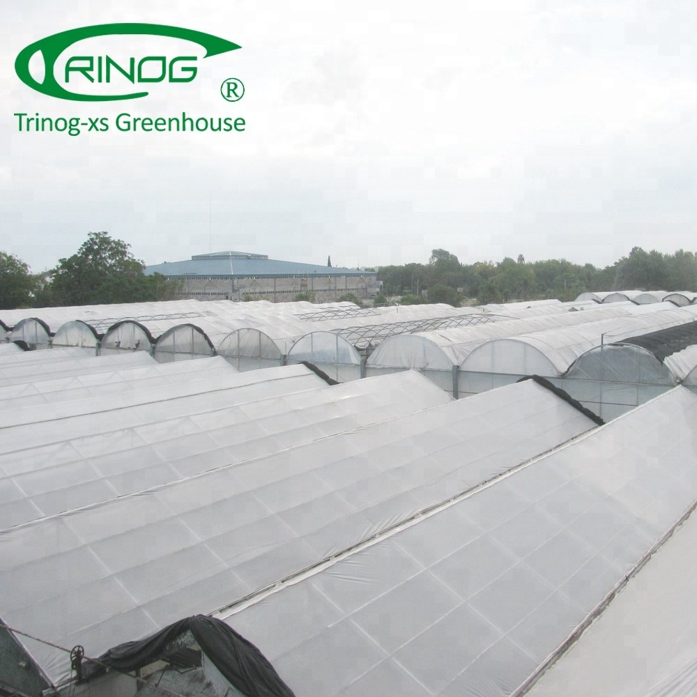 Tomato greenhouse agriculture for farm
