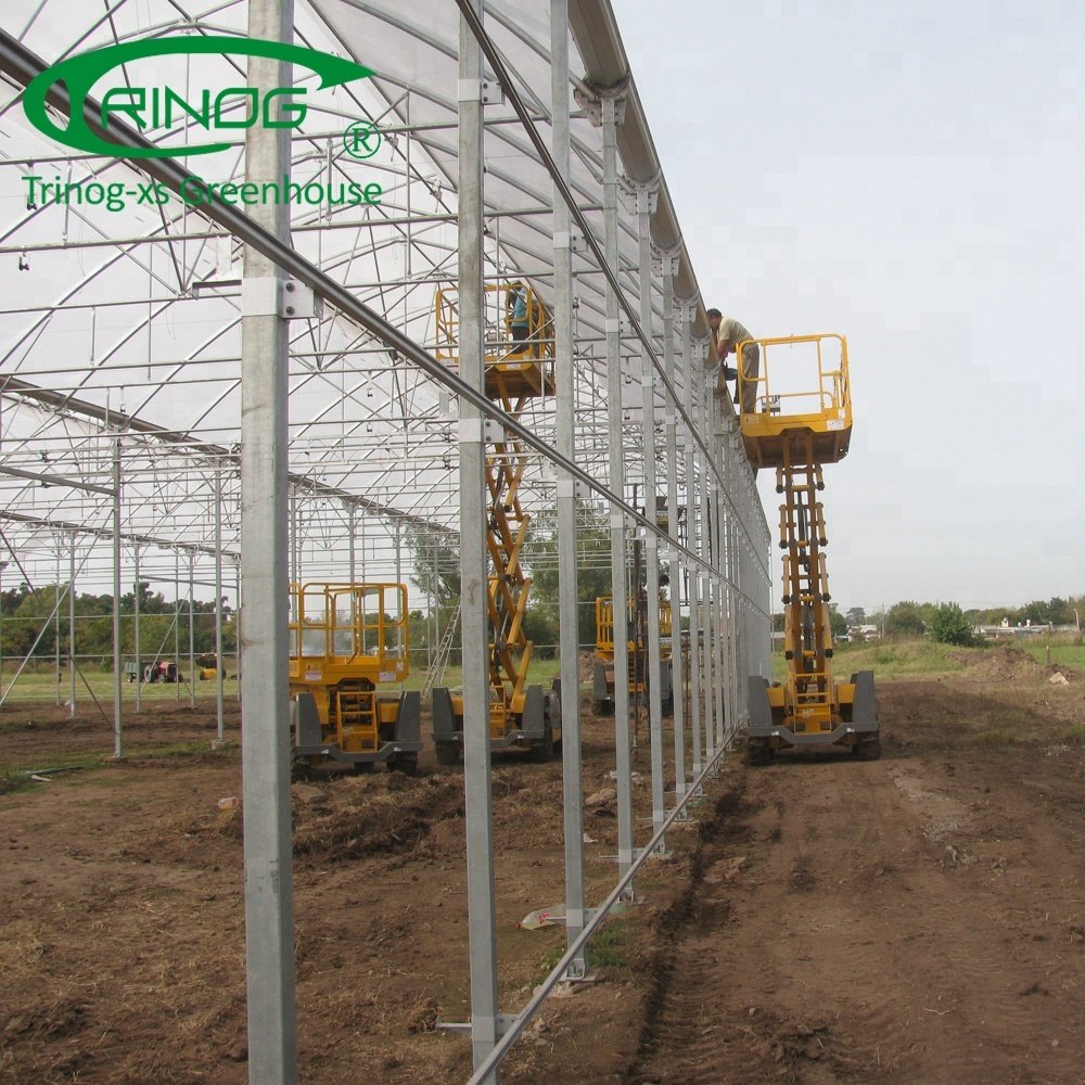 Tomato greenhouse agriculture for farm