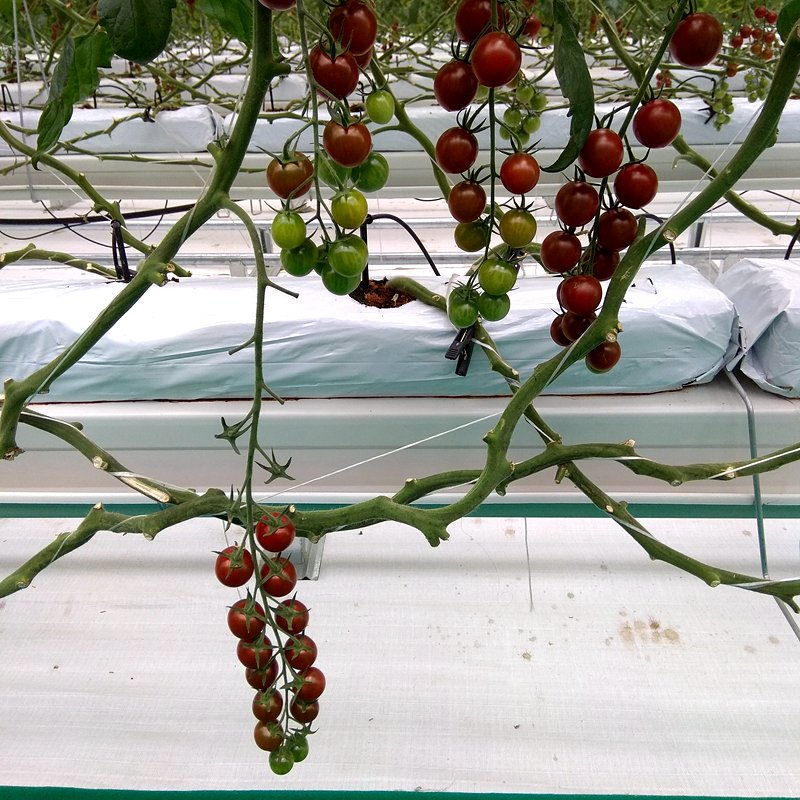 multi span agricultural greenhouses with hydroponic for sale