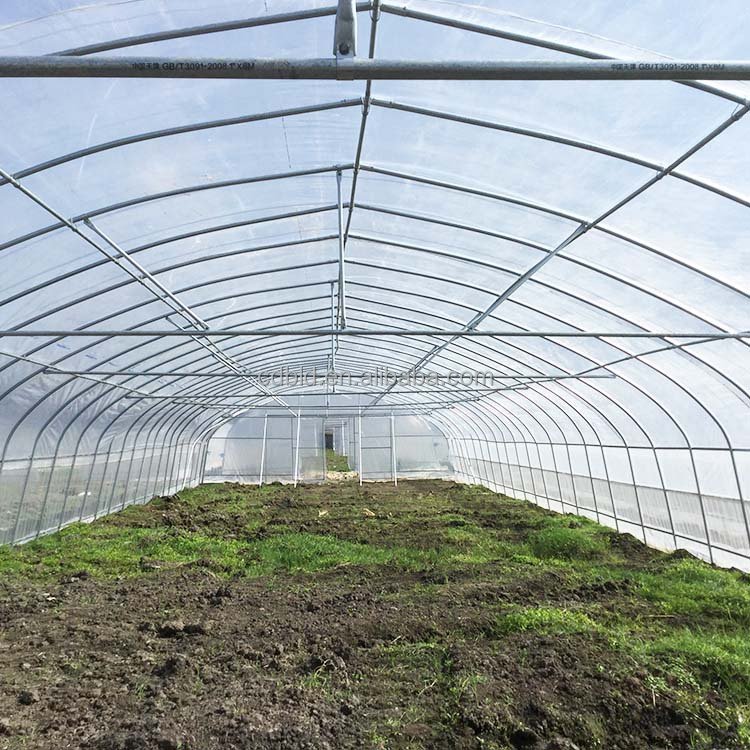 8x30 Meter Agricultural Commercial Vegetable Plastic Film Tunnel Greenhouse For Tomato Rose Mushroom