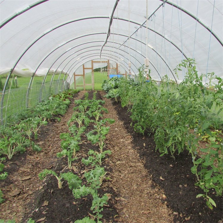 8x30 Meter Agricultural Commercial Vegetable Plastic Film Tunnel Greenhouse For Tomato Rose Mushroom