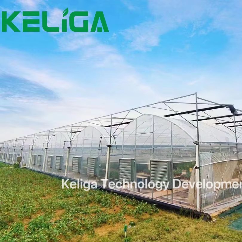 Agricultural Greenhouse Commercial Greenhouse Intelligent Multi-Span Greenhouse