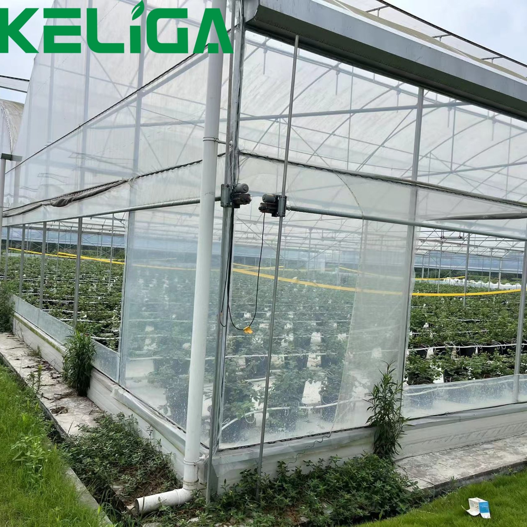 Agricultural Greenhouse Commercial Greenhouse Intelligent Multi-Span Greenhouse