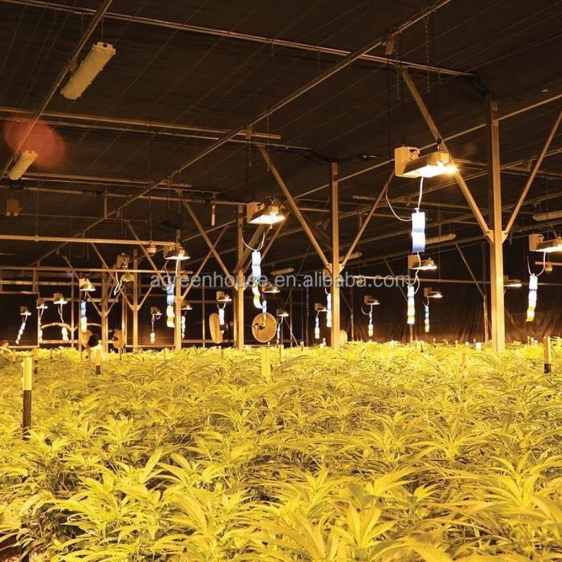 Durable 100% Light Deprivation Industrial Fully Automated Lettuce Mushroom Poly Tunnel Agricultural Greenhouse