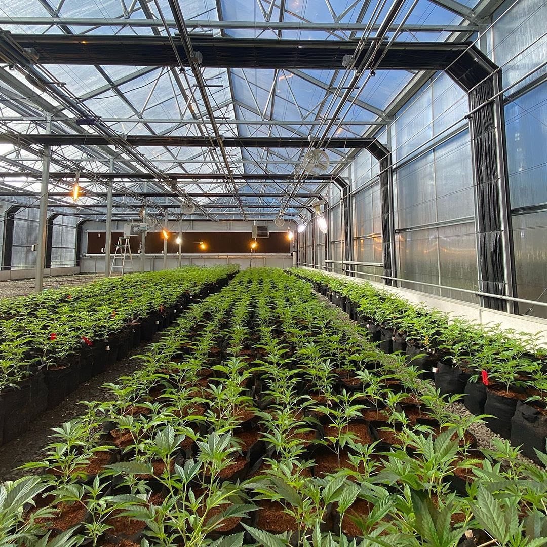Durable 100% Light Deprivation Industrial Fully Automated Lettuce Mushroom Poly Tunnel Agricultural Greenhouse