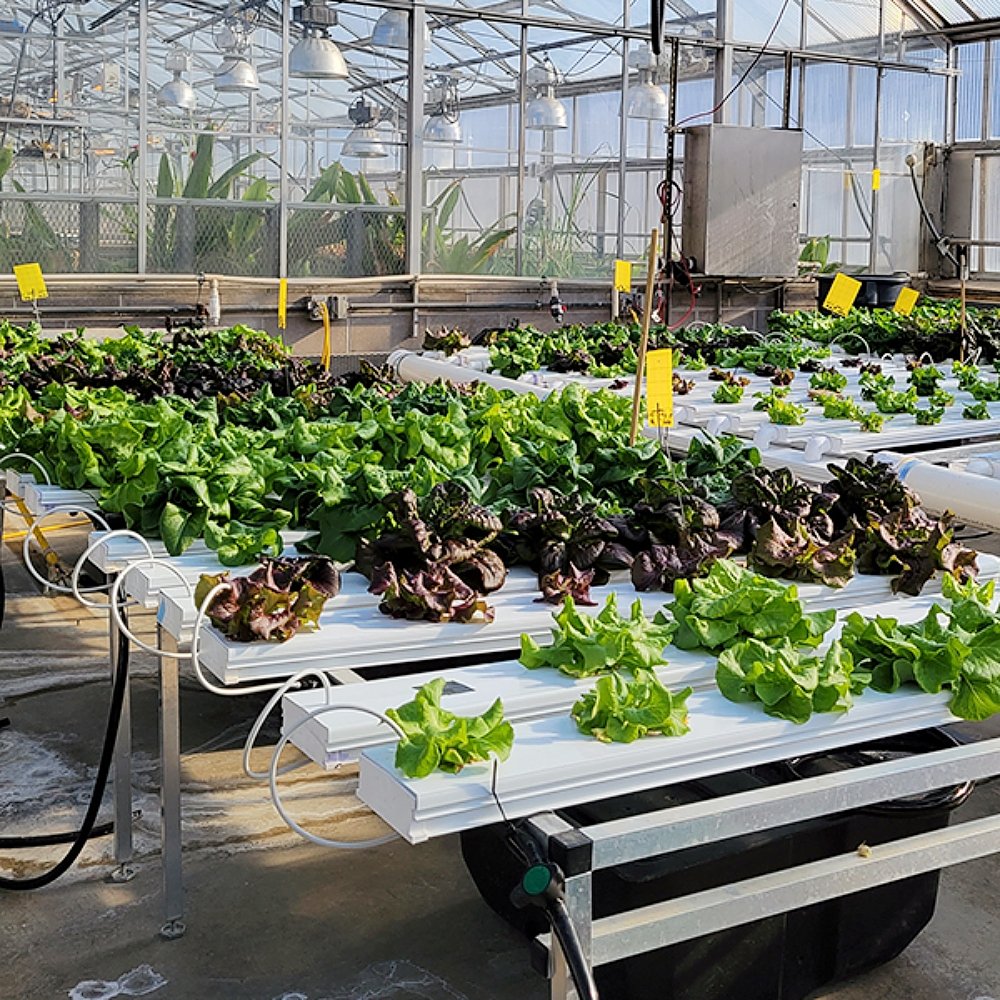 Best Selling High Quality Agricultural Greenhouses Easy Assembly Plant Growing Cheap Plastic Ventilation PE Film Material