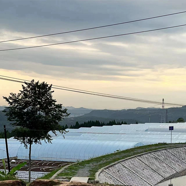Low Cost Plastic Shed Single Span Polytunnel Agricultural Strawberry Film Greenhouse For Vegetable Growing