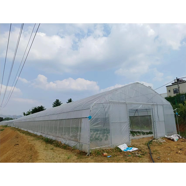 Low Cost Plastic Shed Single Span Polytunnel Agricultural Strawberry Film Greenhouse For Vegetable Growing