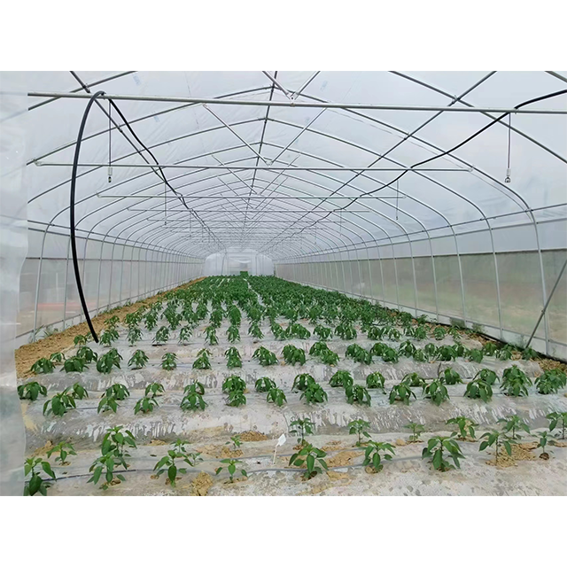 Low Cost Plastic Shed Single Span Polytunnel Agricultural Strawberry Film Greenhouse For Vegetable Growing