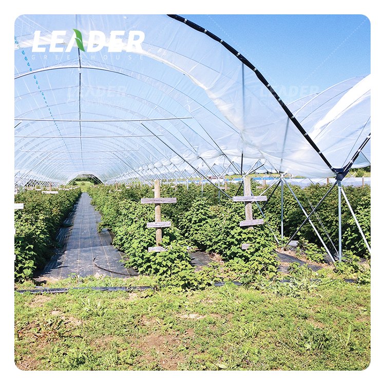 Cost Effective Galvanized Structure Special Oval Hoops Bend Scalable Retrofit Options Poly Tunnel Greenhouse For Berry Planting