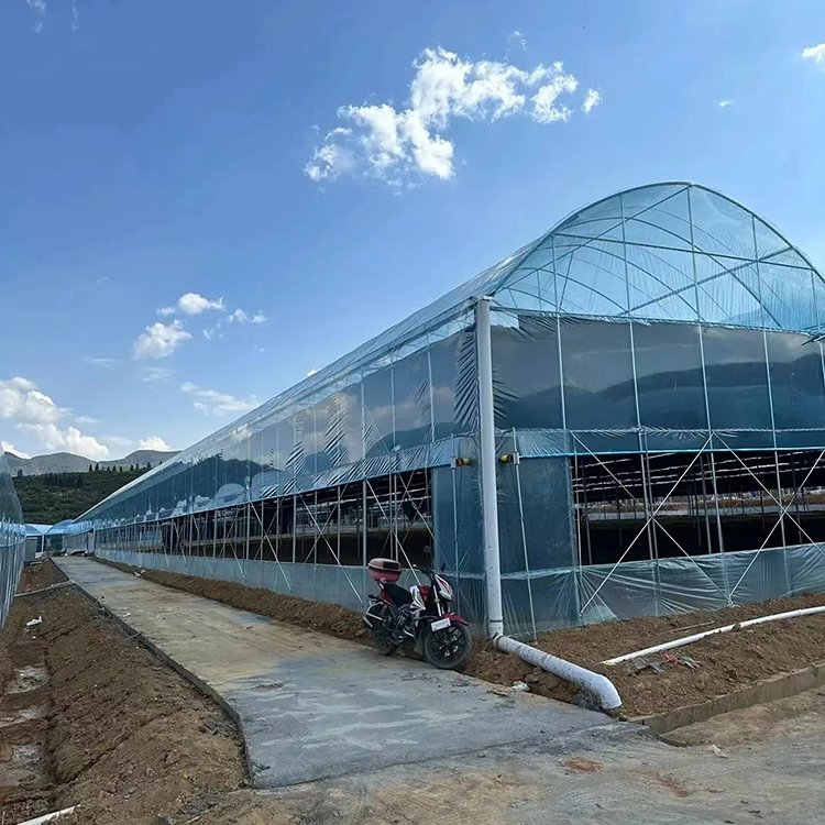 Manufactures Plastic Polytunnel Tomato Green house multi span Film Agriculture Low Cost Tunnel Greenhouse For Sale