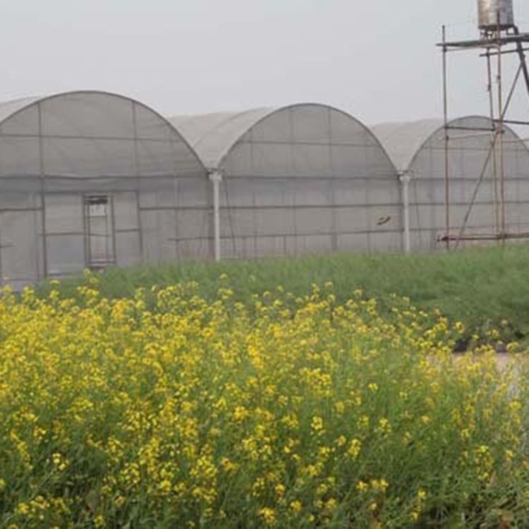 Manufactures Plastic Polytunnel Tomato Green house multi span Film Agriculture Low Cost Tunnel Greenhouse For Sale