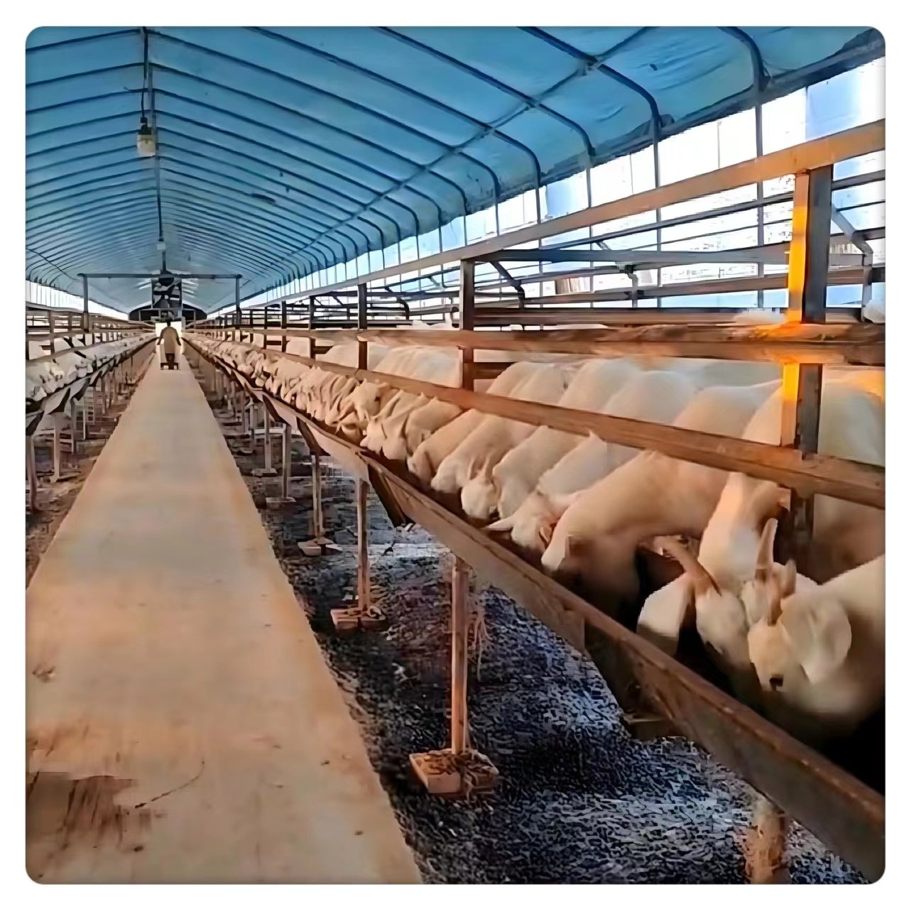 High Performance Large Livestock Farm Poultry Tunnel Style Durable Steel Film Material Agriculture Plant Use Breeding Greenhouse
