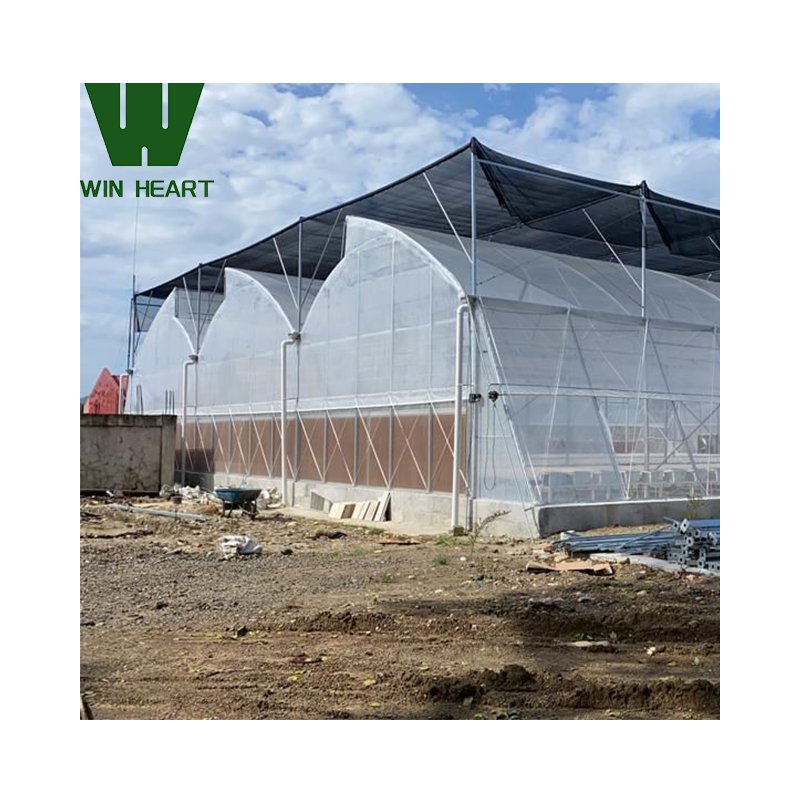 Tropical agriculture greenhouse with roof venting Tunneling greenhouses