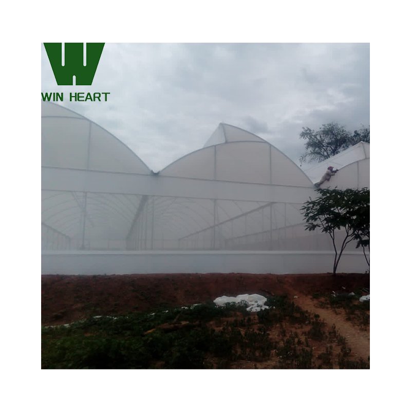 Tropical agriculture greenhouse with roof venting Tunneling greenhouses