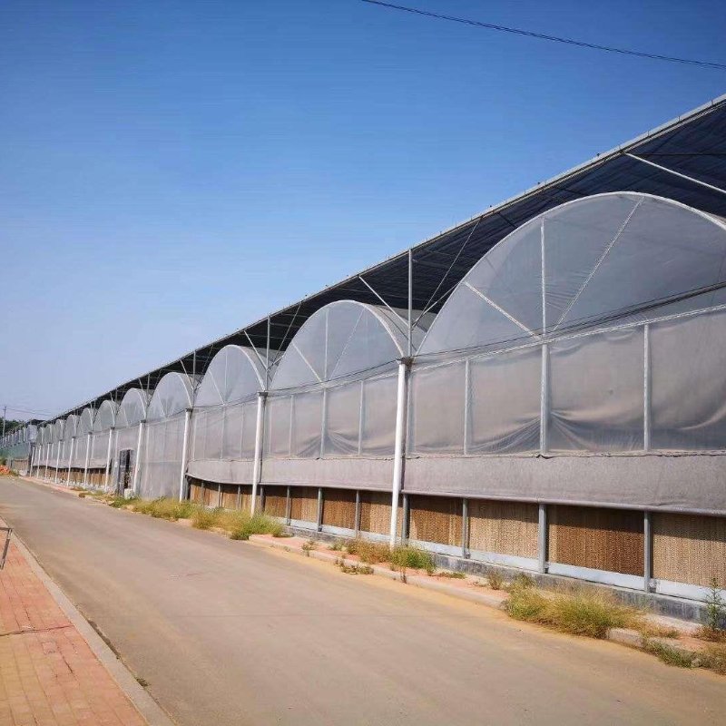 Hydroponics Farm Greenhouse Hydroponic Drip Irrigation System Multi-span Green House