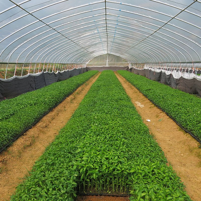Best Selling Commercial Agricultural Greenhouses Quality System Greenhouse for Worldwide Exported Cultivation
