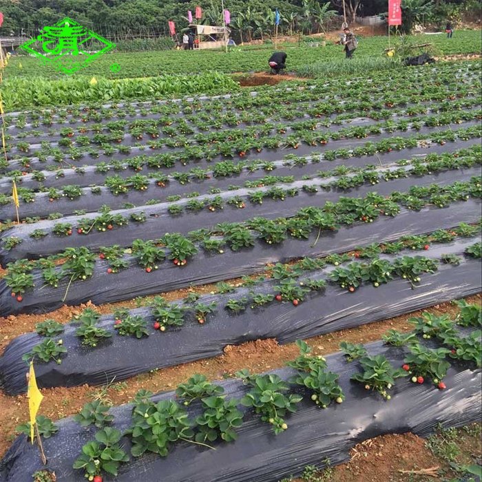 Anti-UV Biodegradable Plastic Mulch Film for Agriculture