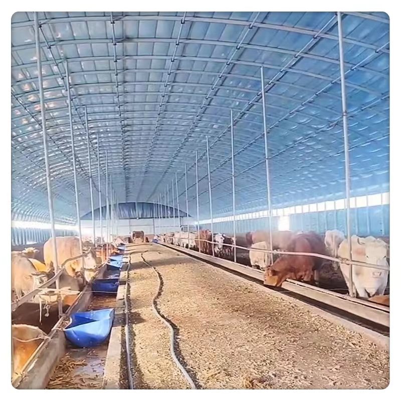 Single Cage Structure PE Steel Stable Film Agriculture Plants Large Scale Low Cost Poultry Coop Farm Breeding Greenhouse Square