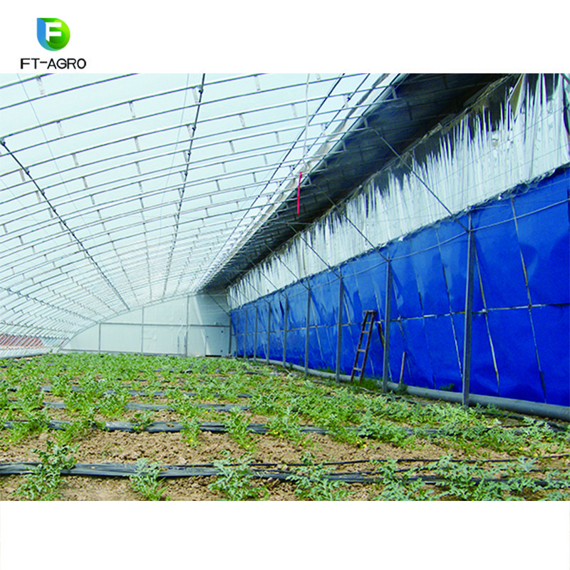 Customized Large Span Commercial sunlight Greenhouse For Agriculture