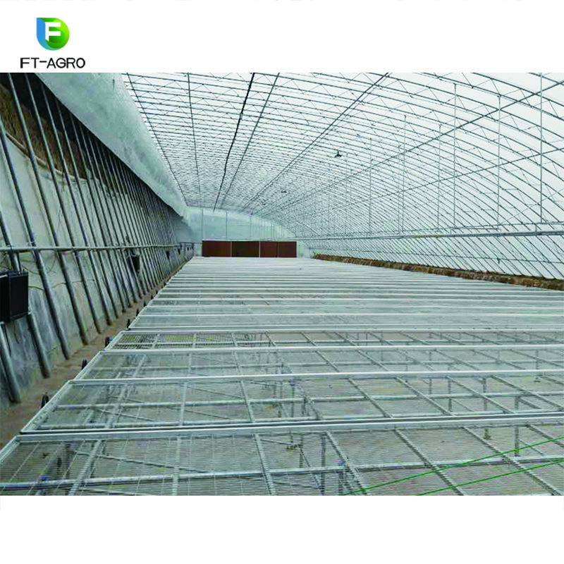 Customized Large Span Commercial sunlight Greenhouse For Agriculture