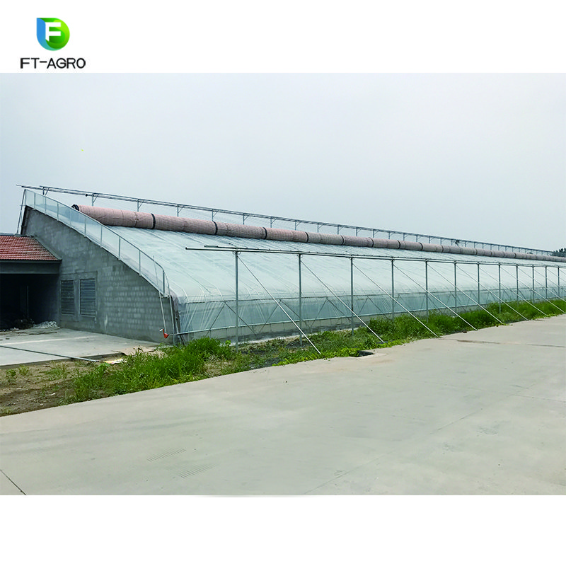 Customized Large Span Commercial sunlight Greenhouse For Agriculture