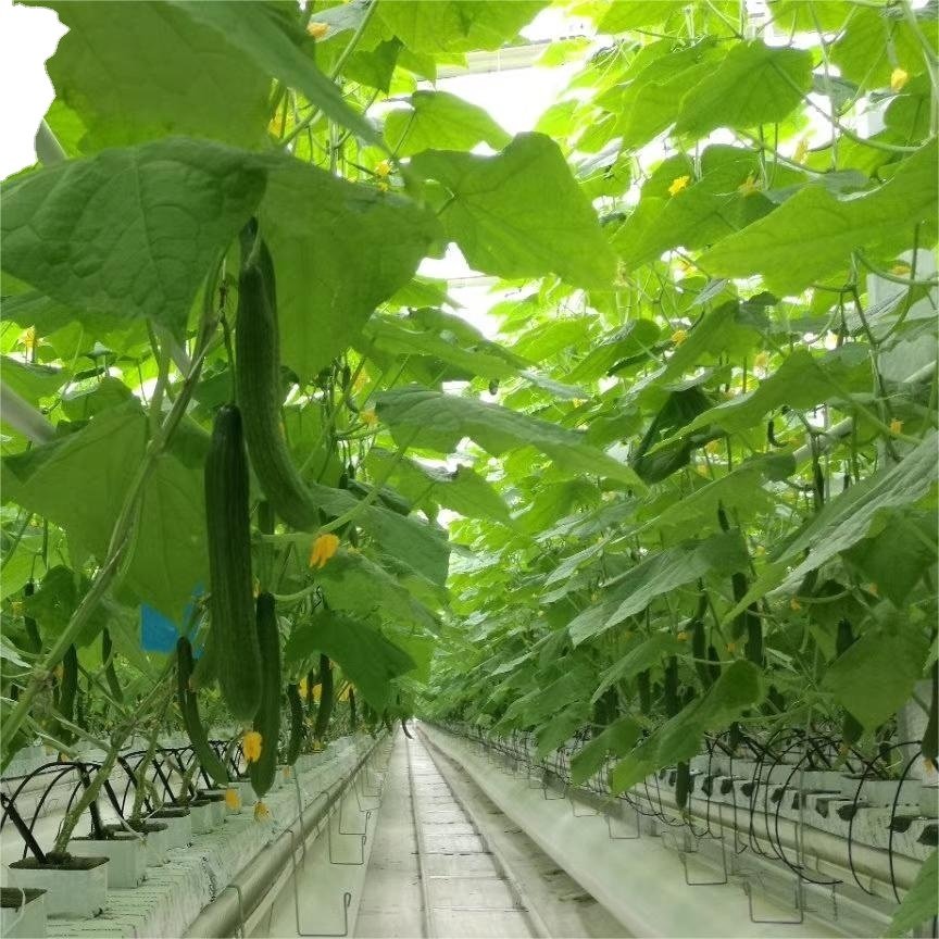 JINXIN Multi Span Po/ PE Film Agricultural Greenhouse with Hydroponics Aquaponics System