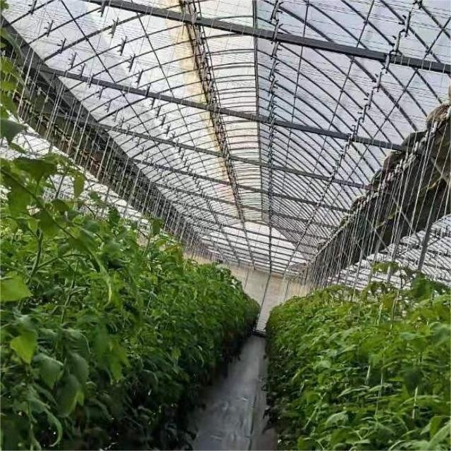 JINXIN Multi Span Po/ PE Film Agricultural Greenhouse with Hydroponics Aquaponics System