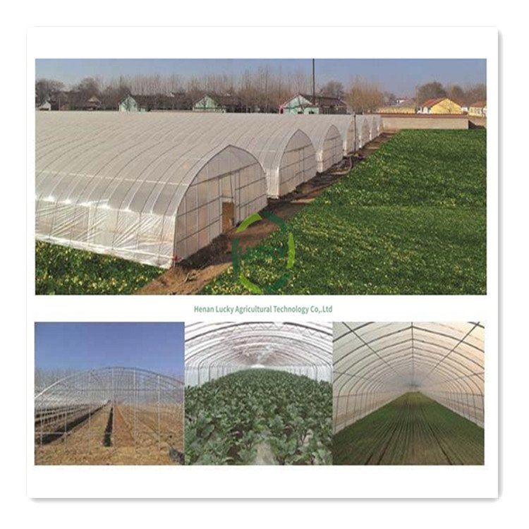 Low Cost Single-span Film Plastic Tunnel Tomato Agricultural Greenhouses