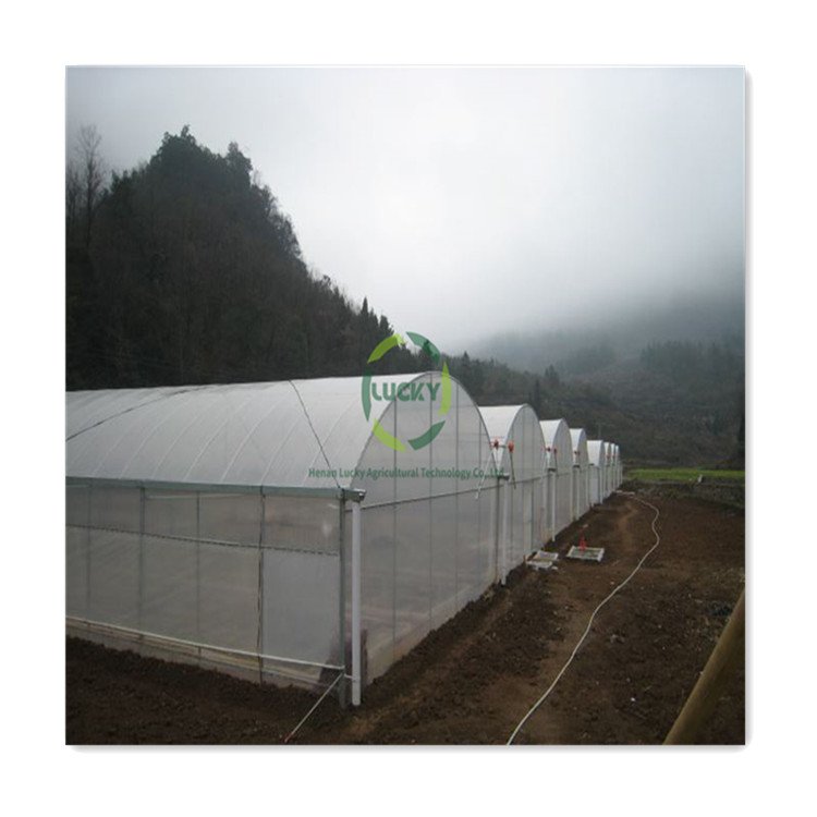 Low Cost Single-span Film Plastic Tunnel Tomato Agricultural Greenhouses