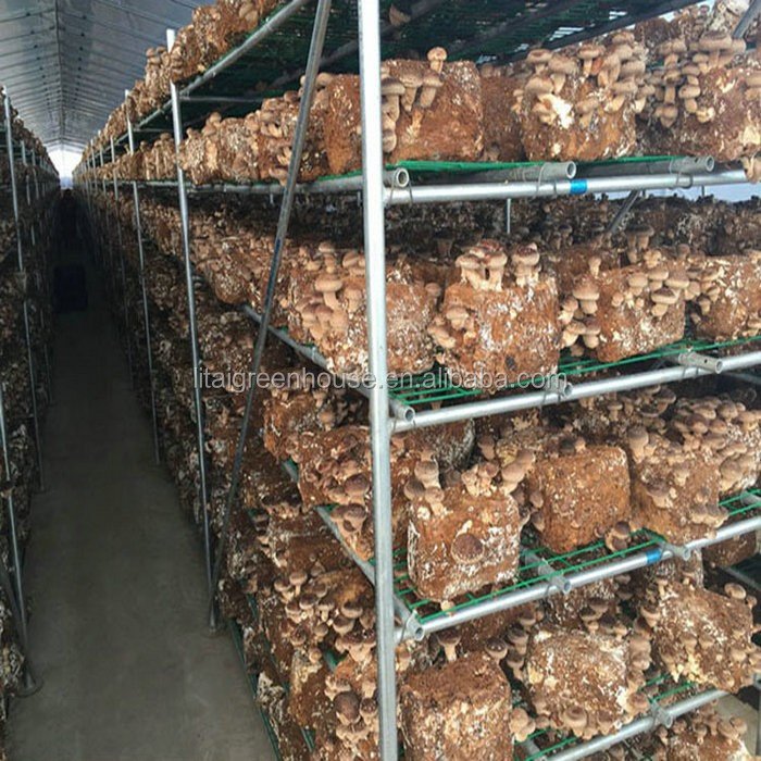 Fish farming Cultivation poultry farm design greenhouse
