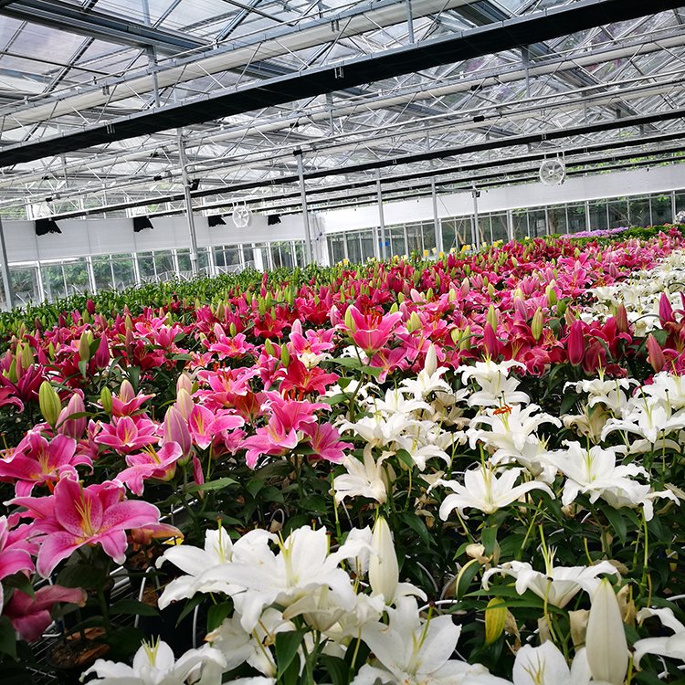 Steel double-row pot flower Cultivation hydroponic greenhouse glasshouse