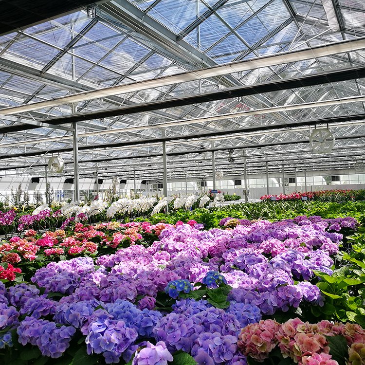 Steel double-row pot flower Cultivation hydroponic greenhouse glasshouse