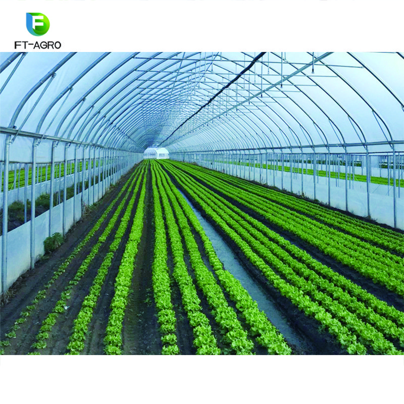 Single-span PO flim Greenhouse for Commercial with Indoor Hydroponic NFT Systems