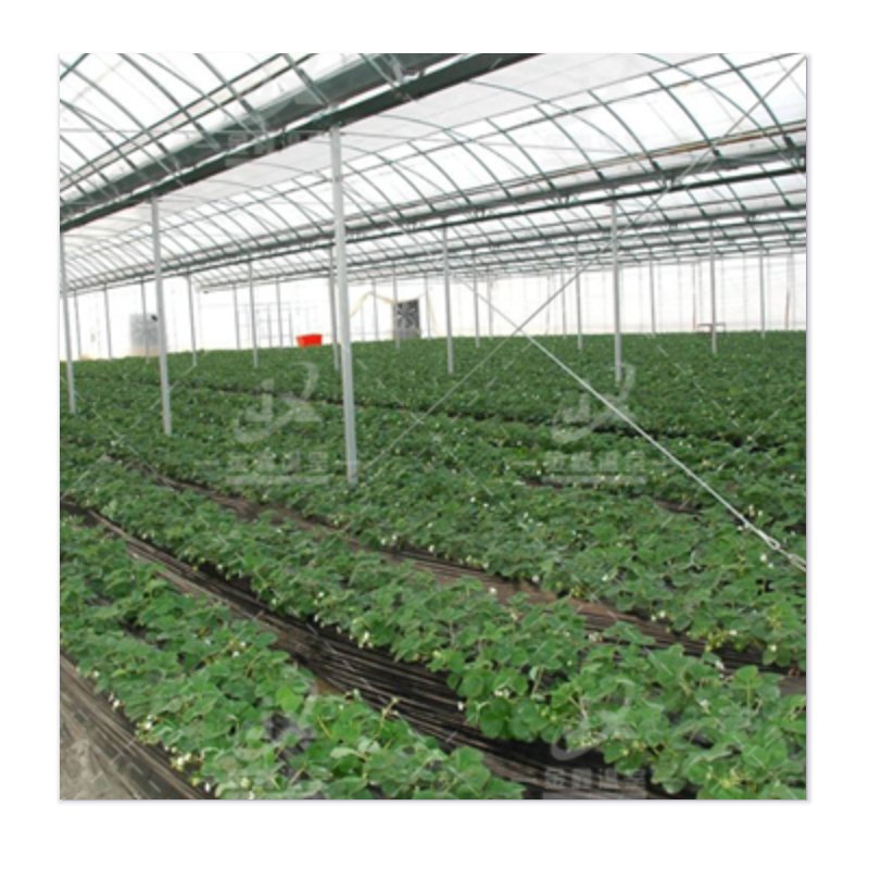 Robust Multi-span Agricultural Greenhouse - Cultivating Success