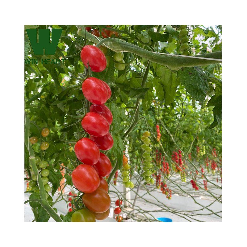 Cheap Wholesale Industrial Hydroponic Greenhouse for growing
