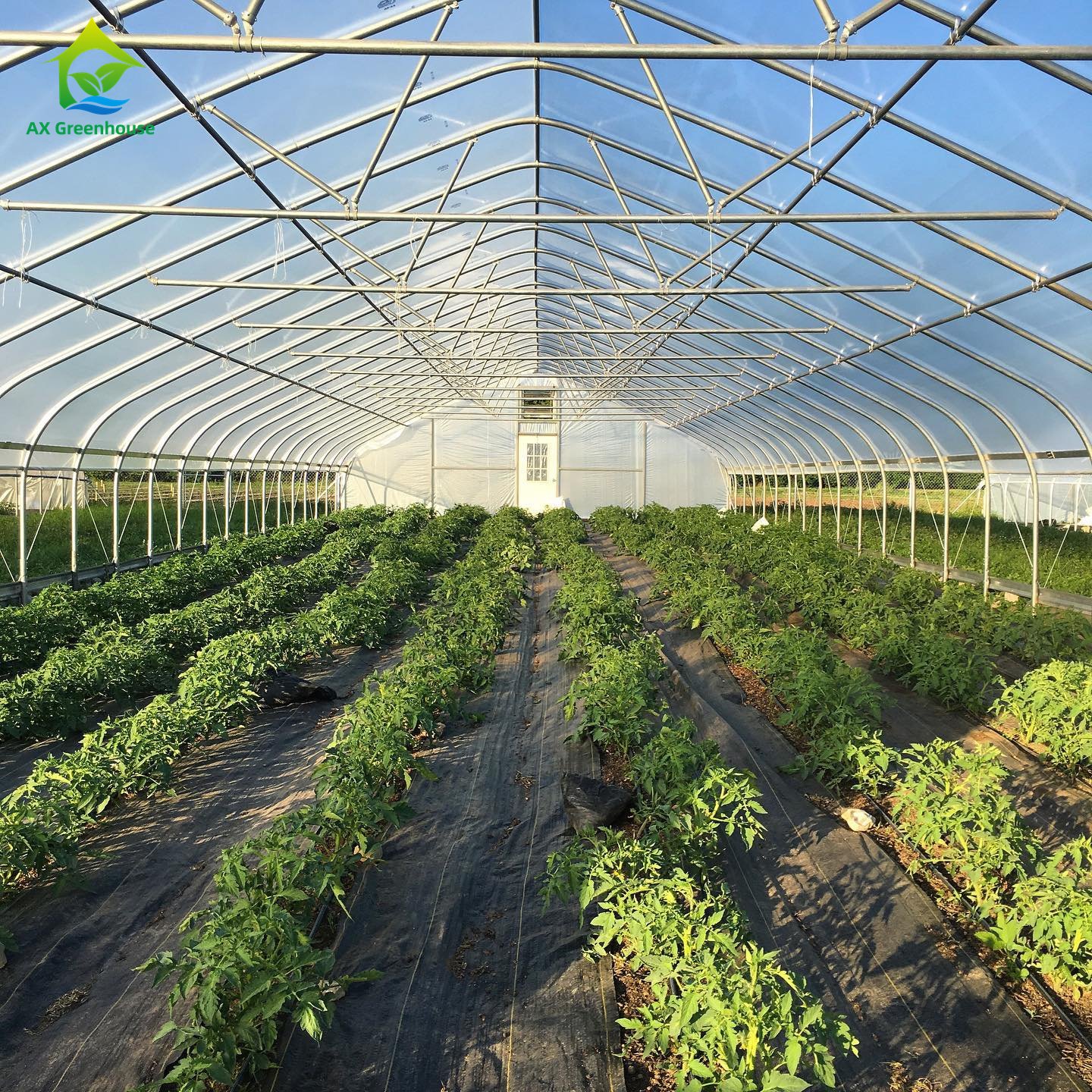 Hot Dip Galvanized Pipe Steel Agricultural Single-span Plastic Film Agricultural Tomato Farming Greenhouses Kit