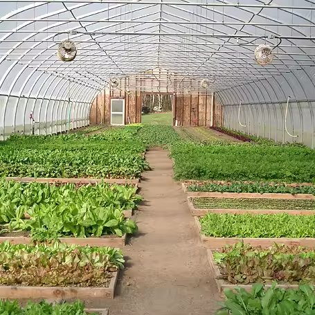 Hot Dip Galvanized Pipe Steel Agricultural Single-span Plastic Film Agricultural Tomato Farming Greenhouses Kit