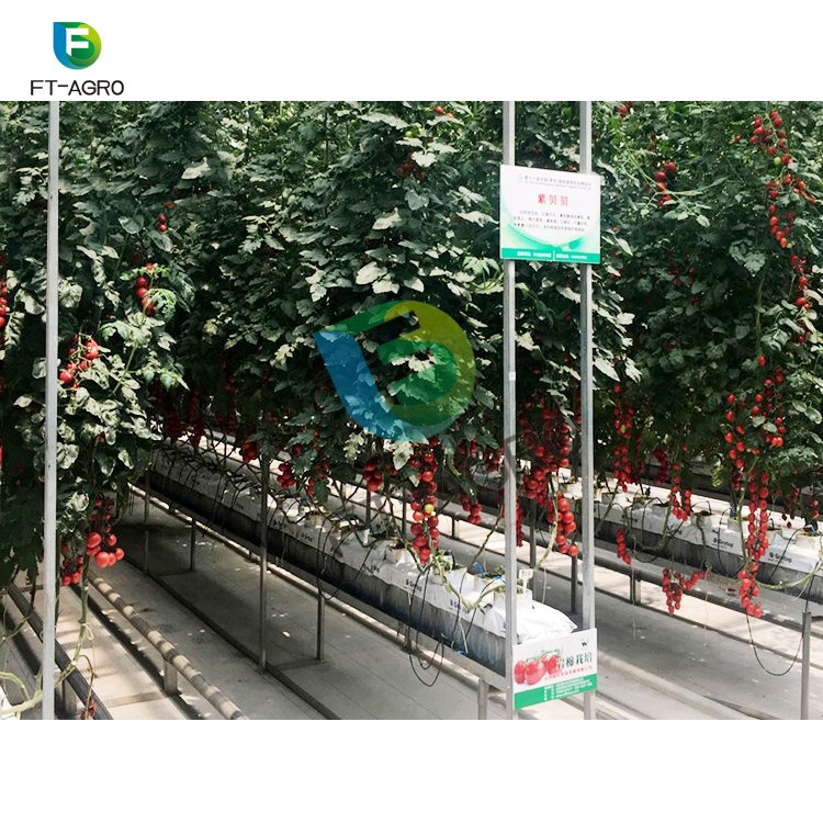 High Quality Advanced Agriculture Hydroponics system Greenhouses
