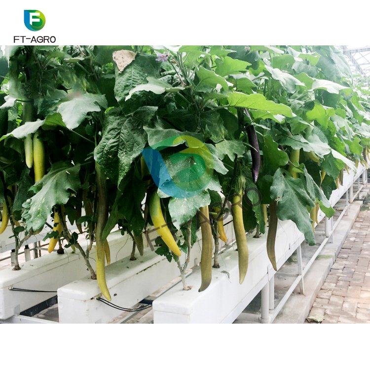 High Quality Advanced Agriculture Hydroponics system Greenhouses