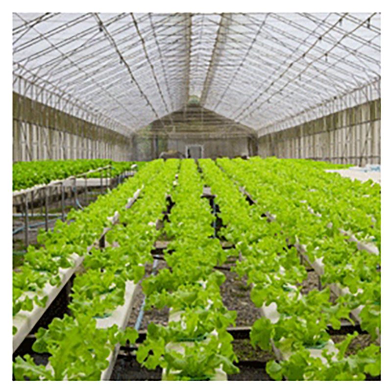 Low Cost Gable Front Greenhouse Kit with Hoops Tunnel Arch Pipes for Strawberry Rose Cultivation Agricultural Greenhouses