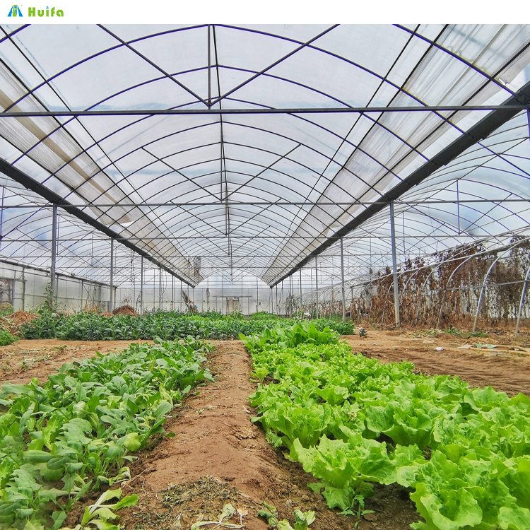 Single-span Film Agricultural Tomato Greenhouses Summer Agriculture Sheet Greenhouse with Tomato Growing System Large