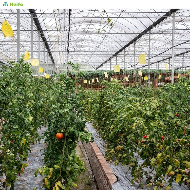 Single-span Film Agricultural Tomato Greenhouses Summer Agriculture Sheet Greenhouse with Tomato Growing System Large