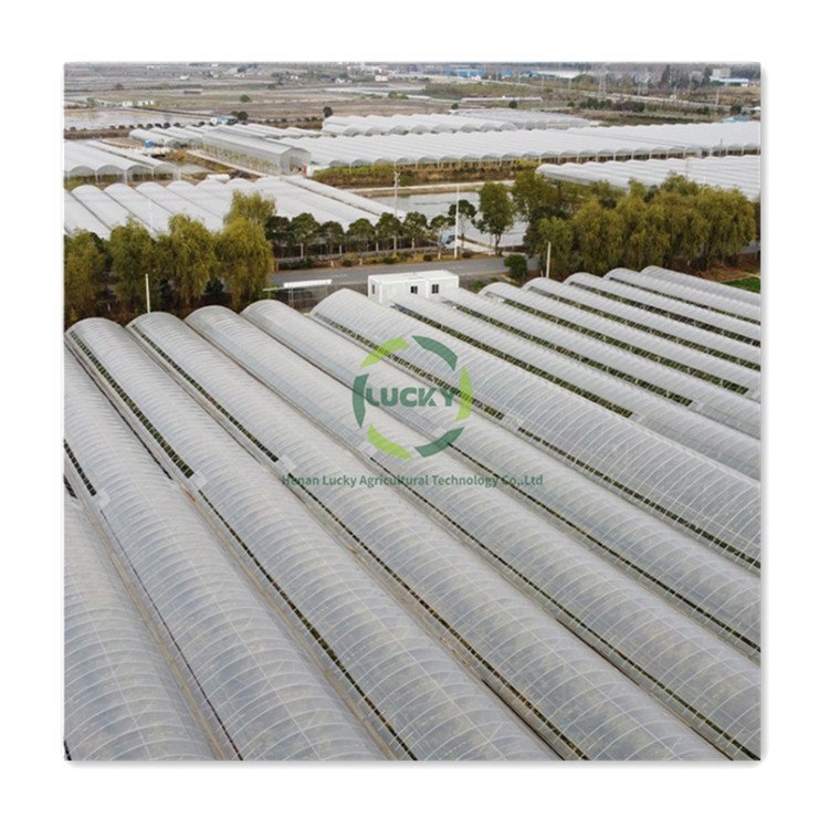 Customized Size Agricultural Metal Frame Automatic Digital Poly Tunnel Control Cooling System Single-Span Green House