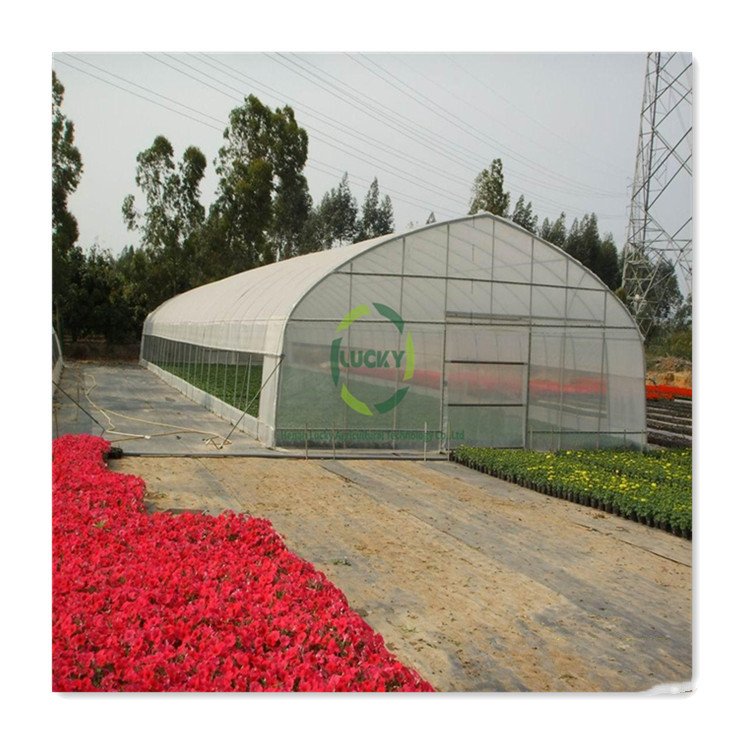 Customized Size Agricultural Metal Frame Automatic Digital Poly Tunnel Control Cooling System Single-Span Green House