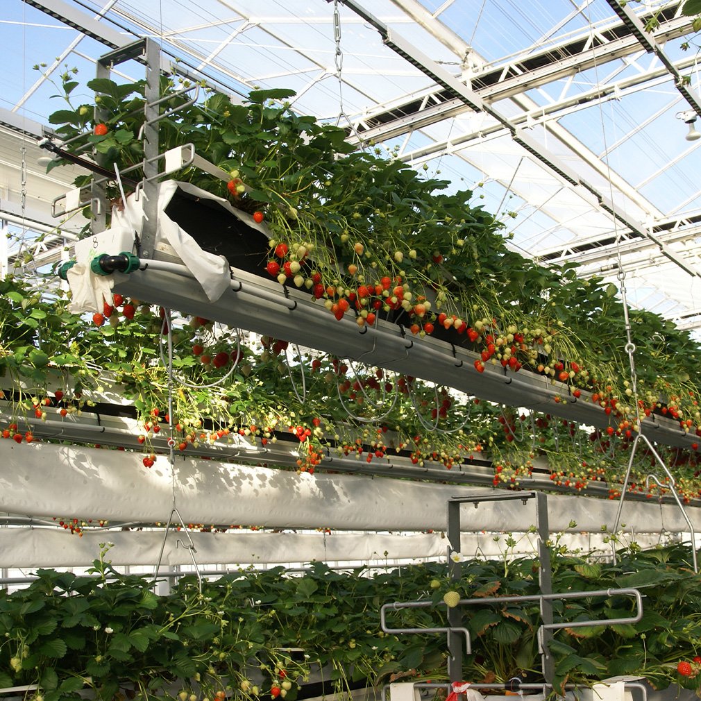 Customizable Multi-Span Plastic Film Greenhouse for Pepper/Tomato/Strawberry/ Cucumber/Eggpants Planting