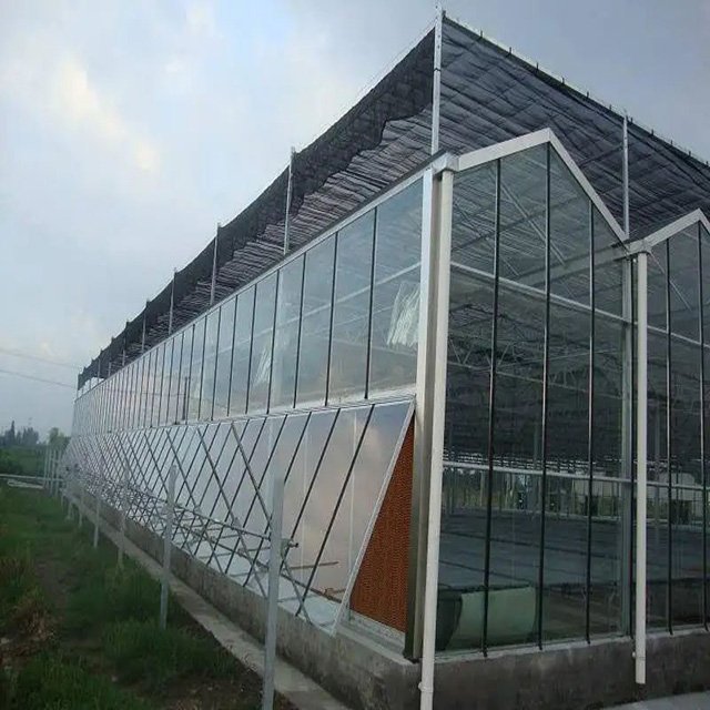 Large Multi-Span Hydroponic Greenhouse Modern Single Layer Agricultural Greenhouse Steel Film PE Plant Usage Low Cost Stable