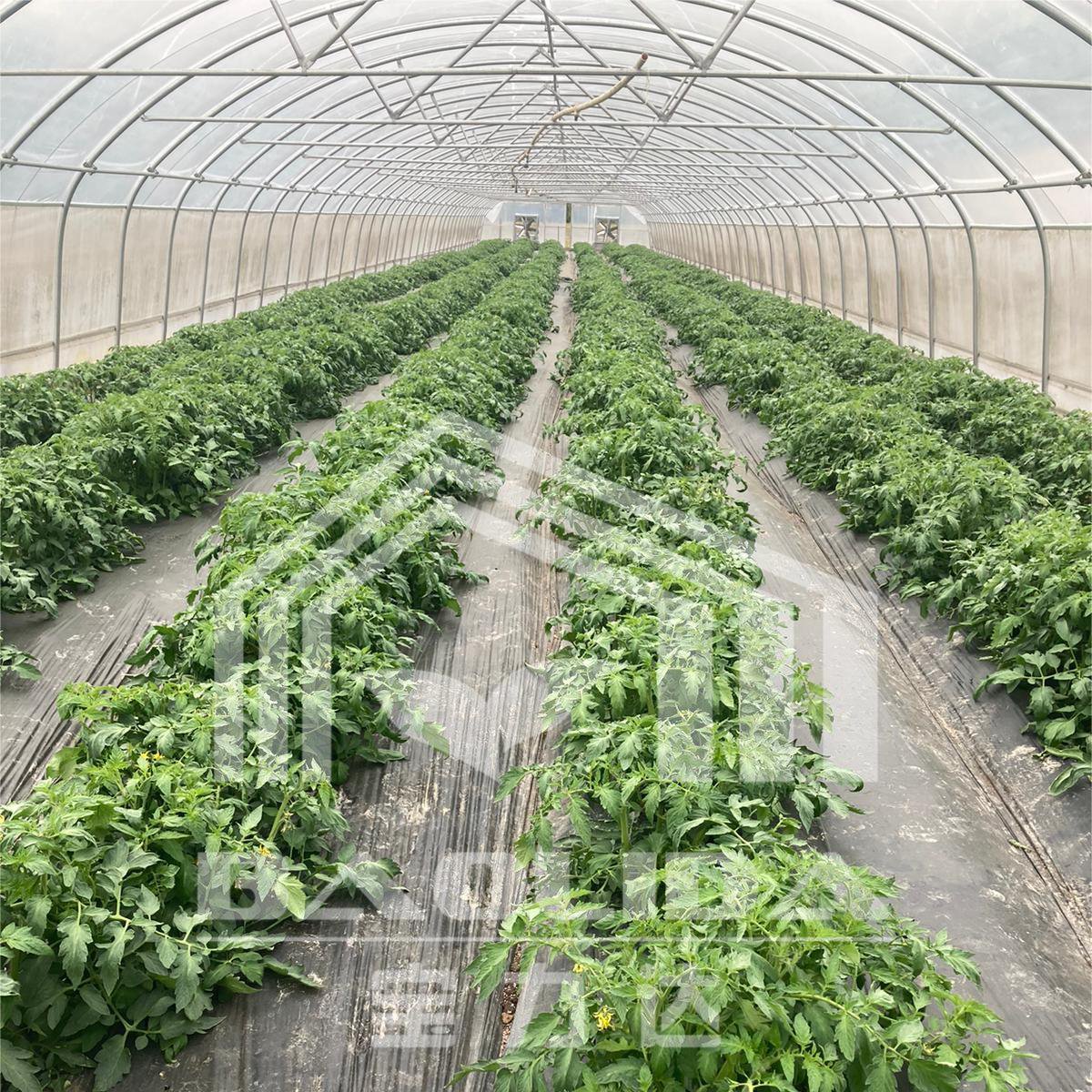 Invernadero planting hothouse plastic steel tunnel house frame agriculture greenhouse tunnel for vegetable
