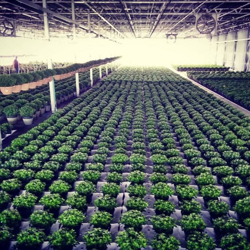 Greenhouse Blackout Screen